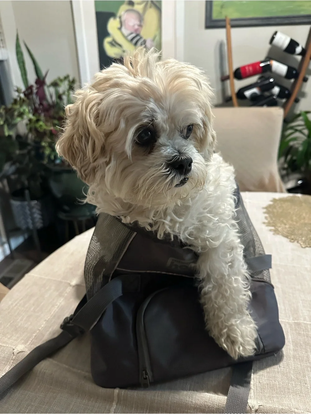Outward Hound light gray Front Dog Carrier Backpack Bag small to Medium,